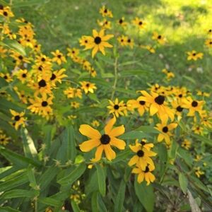 Meet your Posher, Brenda